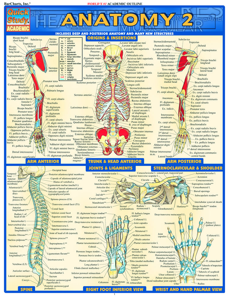 Anatomy 2 - Reference Guide (8.5 x 11): a QuickStudy Reference Guide