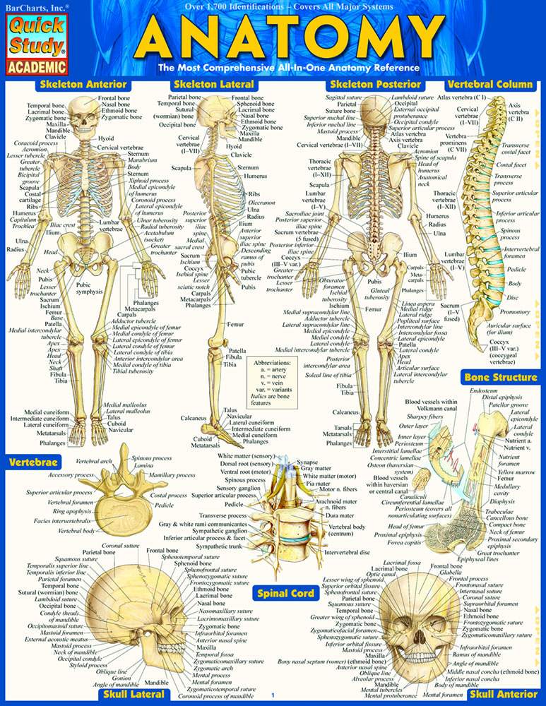 Anatomy - Reference Guide (8.5 x 11): a QuickStudy reference tool