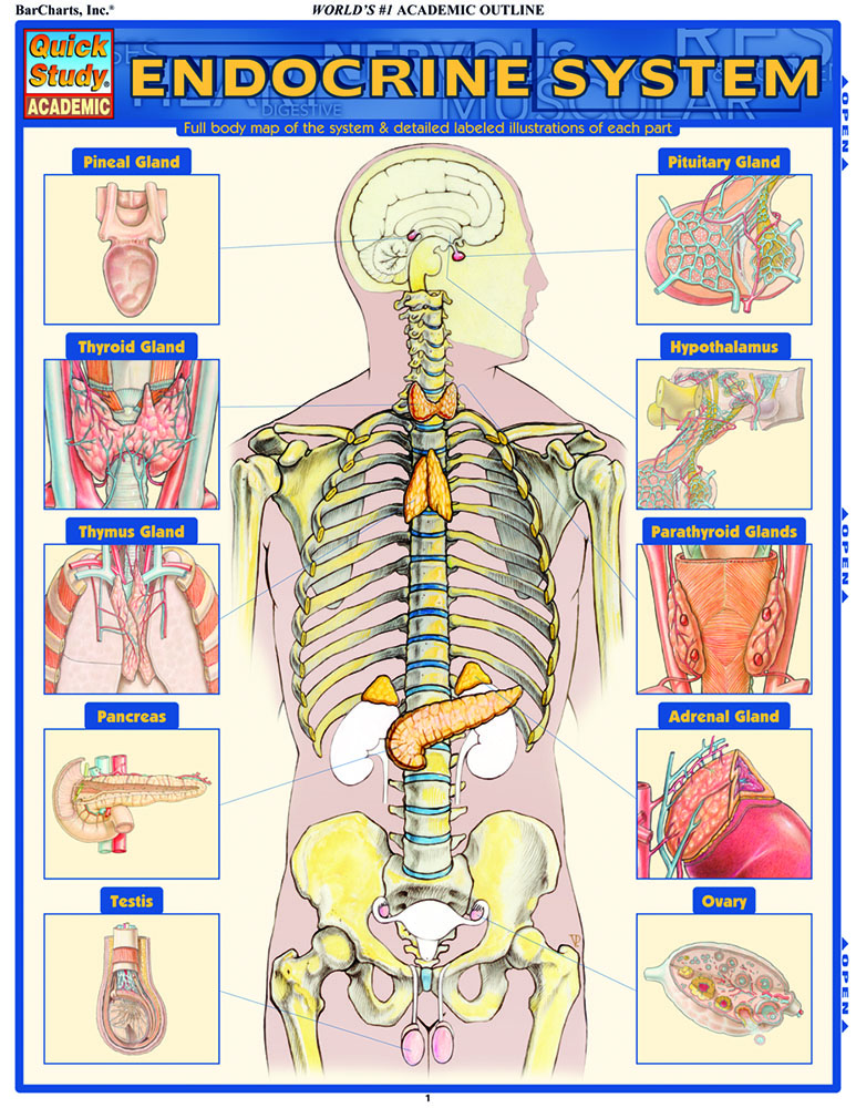 Endocrine System: QuickStudy Anatomy Reference Guide