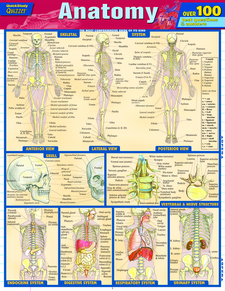 Anatomy Quizzer