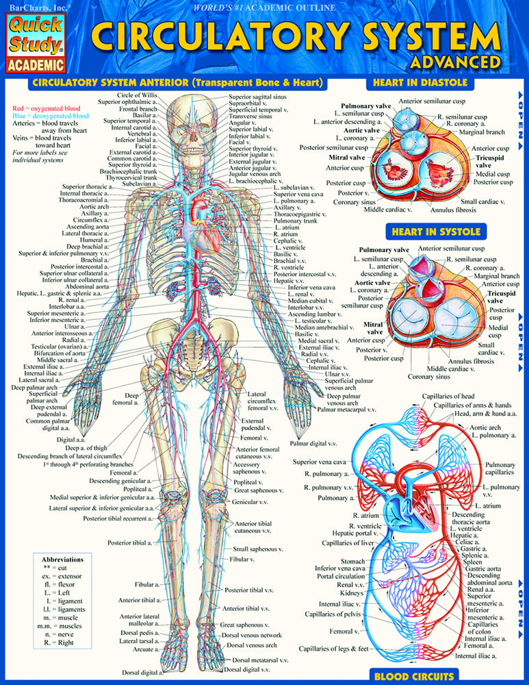 Circulatory System Advanced