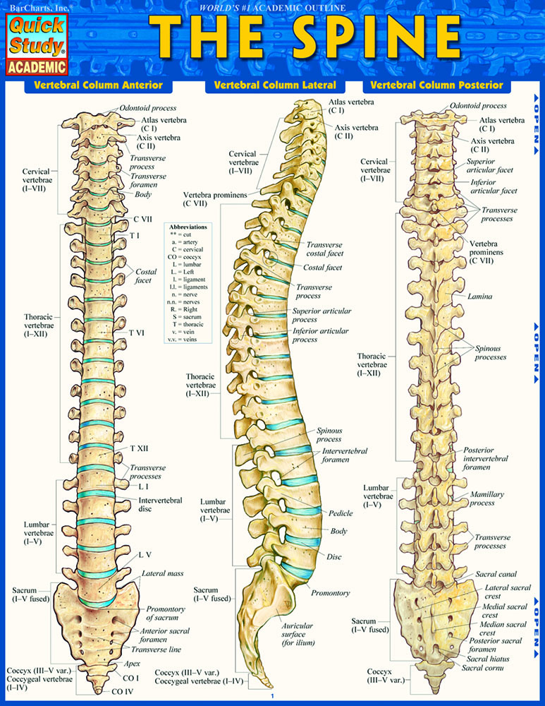 The Spine