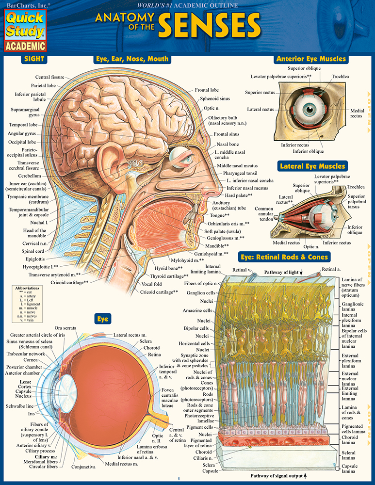 Anatomy of the Senses: QuickStudy Reference Guide